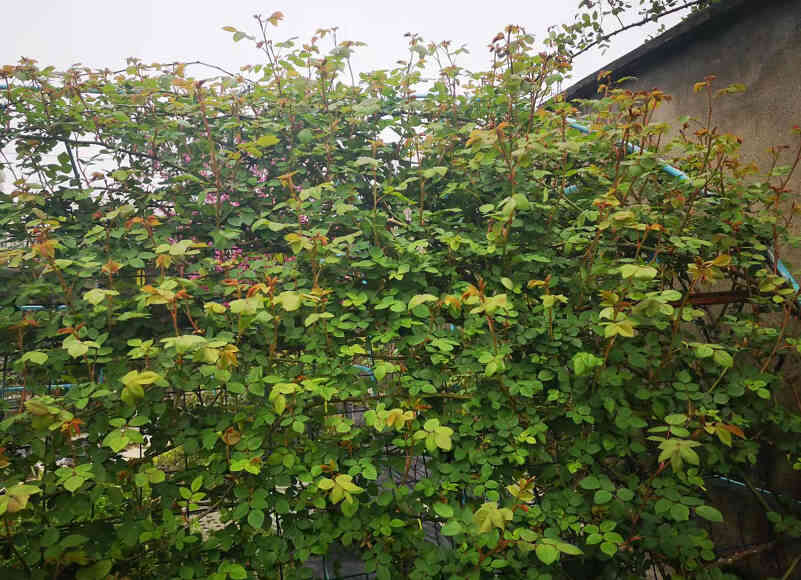 Lush vine roses cover the outdoor walls, creating a vibrant green scene