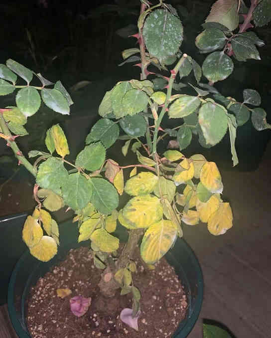 Potted rose leaves are all yellow
