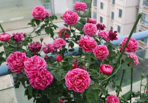 Roses that didn't die