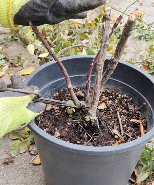 Pruning roses