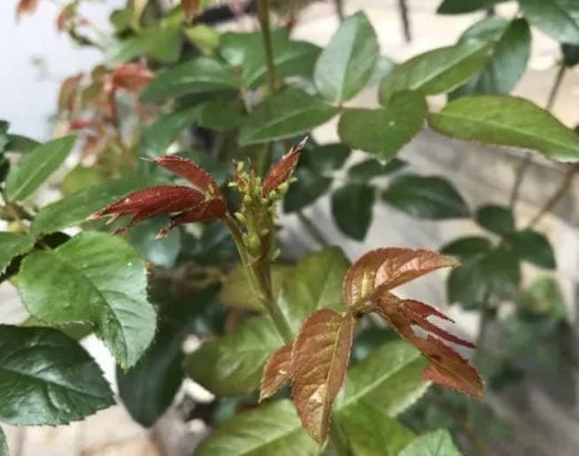 A lot of aphids on rose leaves
