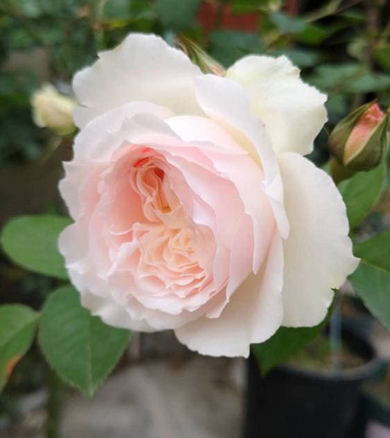 Pink and White Roses