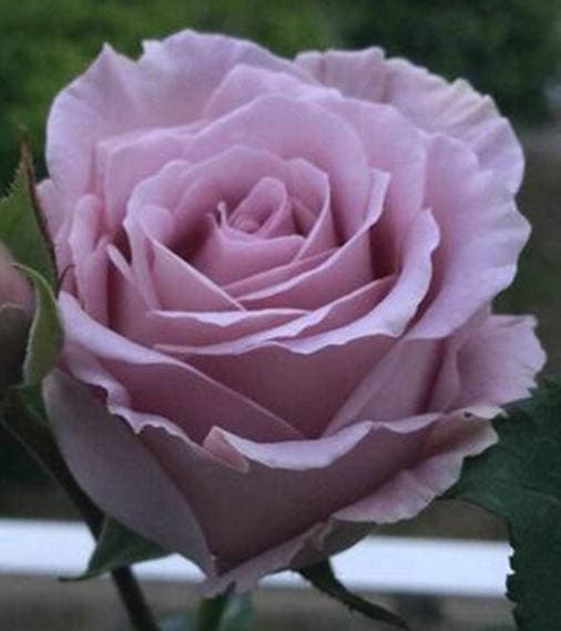 A blue-purple rose