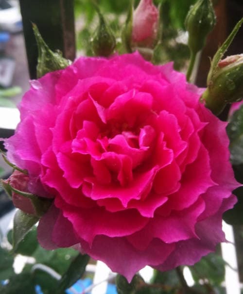 Crimson Rose