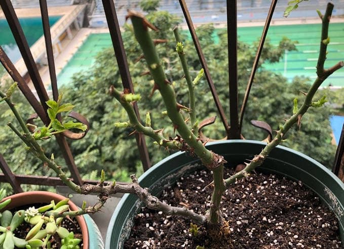 Correct bud removal on hybrid tea roses