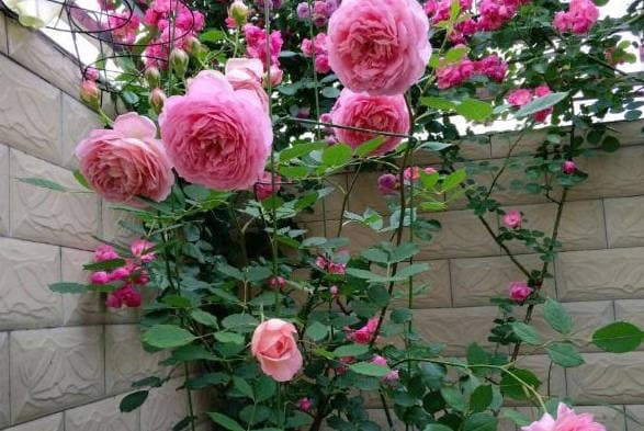 There's a lot of roses growing on the fence.