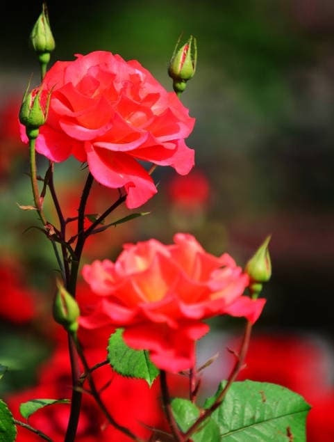 Red Roses