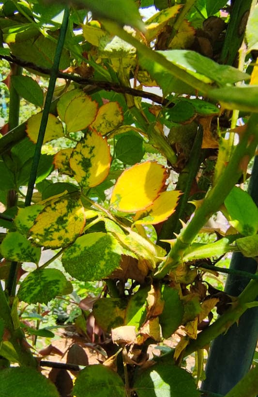How to fix yellow leaves on roses in April