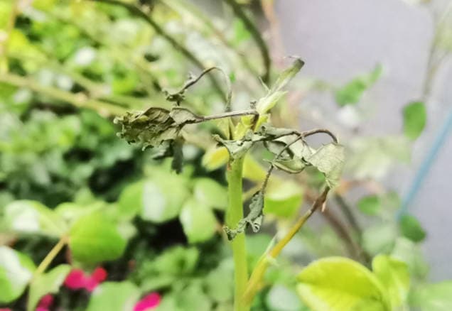 Rose fertilizer caused damage