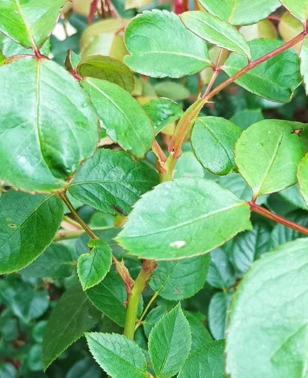 Stagnant growth of rose branches appearing blind
