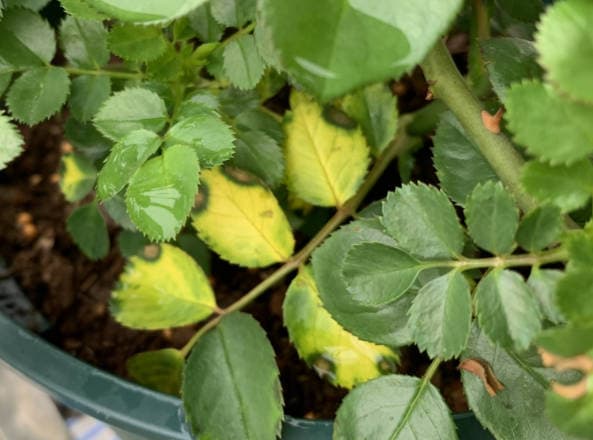 Rose Leaves Turning Yellow