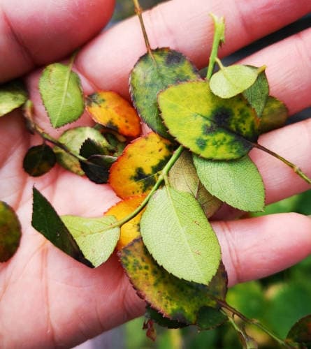 Roses metabolize yellow leaves