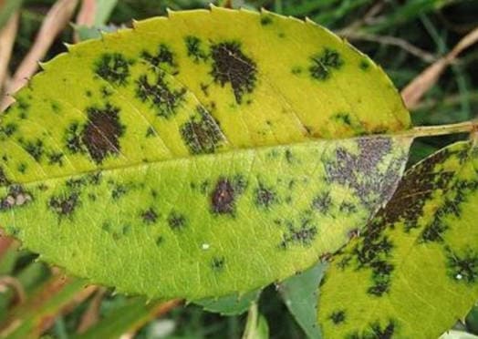 Black spot disease on rose leaves