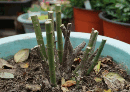 A planter with several green and gray plant stems planted in it, with some dead leaves scattered around it