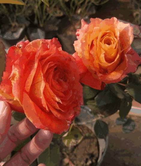 Orange red roses bloom normally