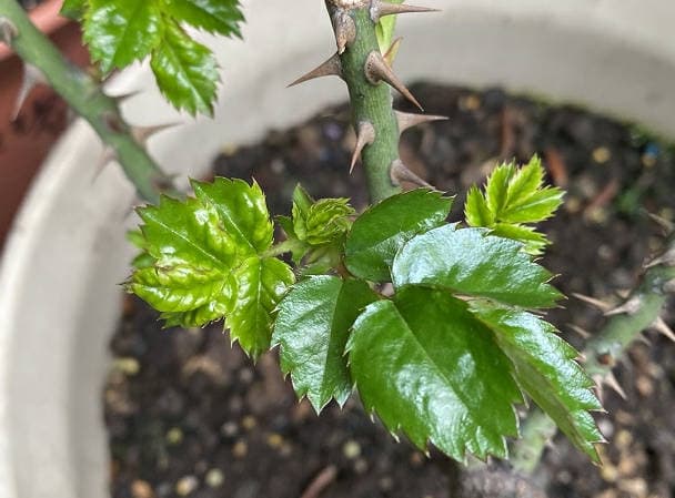 Leaves of rose tablets give a hypertrophic status