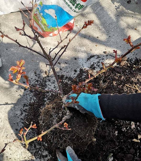 Rose Repotting Demonstration
