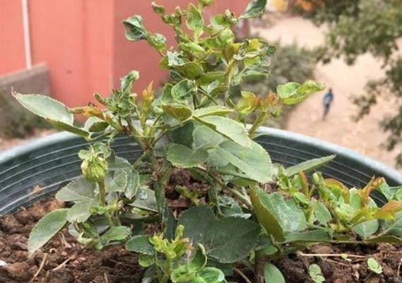 The rose leaves are growing nicely
