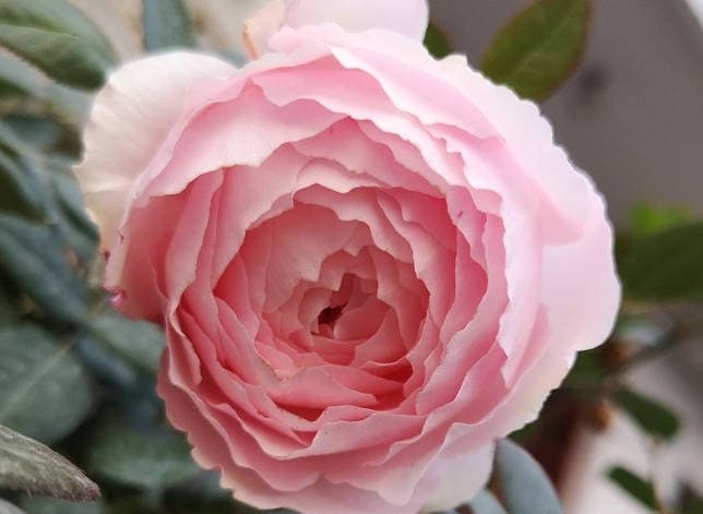 Roses in very good light