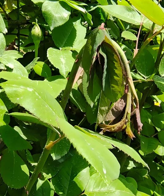 Roses are drooping from stem wasp bites.