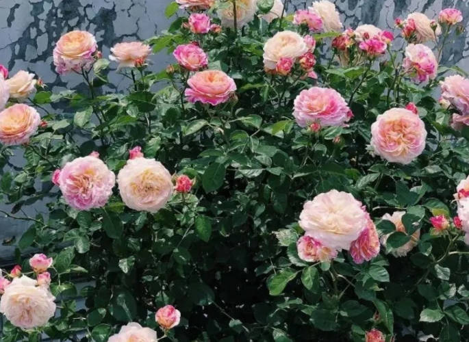 Pink Roses