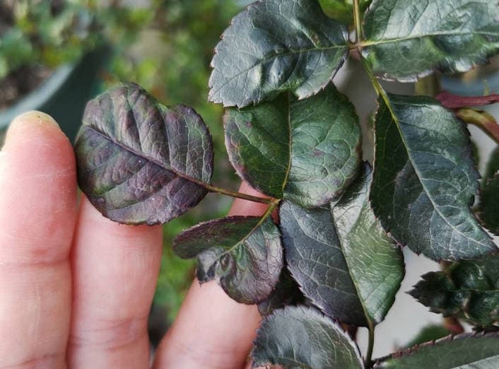 Roses showing black patches on leaves