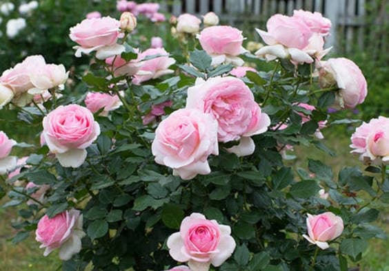 Pink Roses