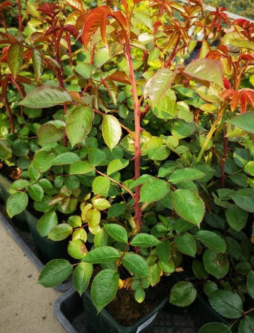 The pink buds are growing.