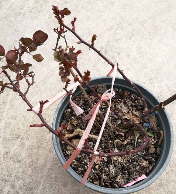 Artificial downward pressure on rose branches