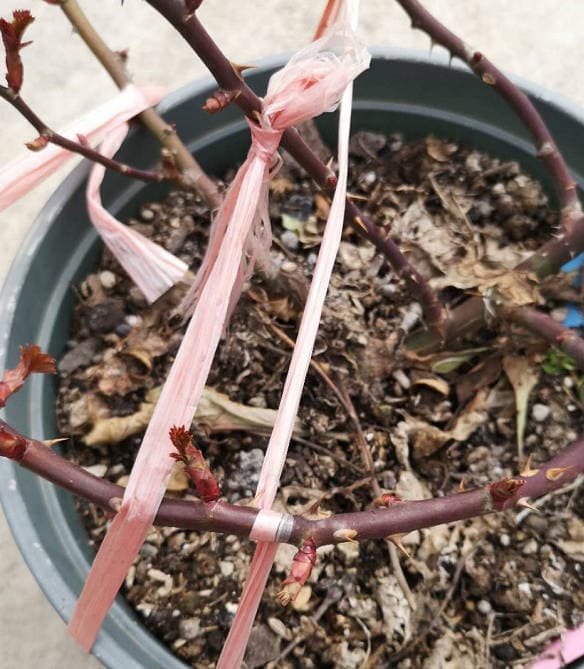 Use a heavy object to press the rose branch downward