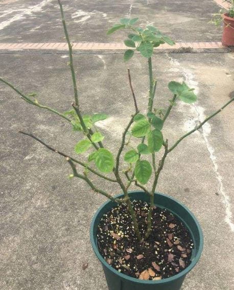 This rose has a bare stem.