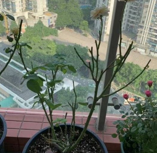 Rose drought leads to bare stems
