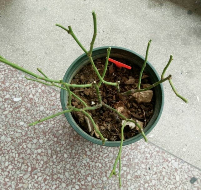 Potted rose has become bare-stemmed