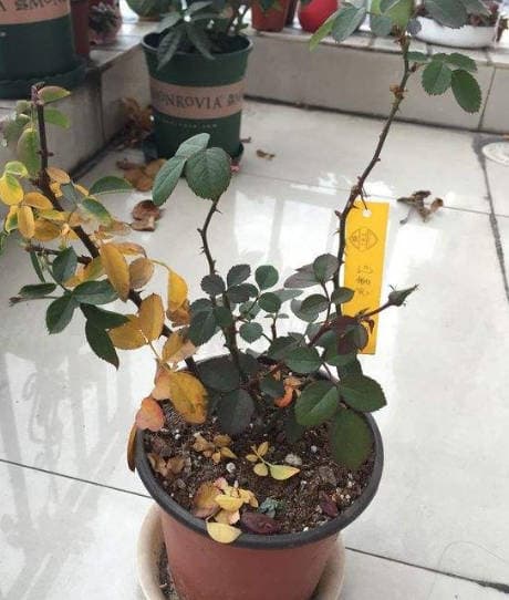 Drought has left the rose bare-stemmed with many yellowing leaves