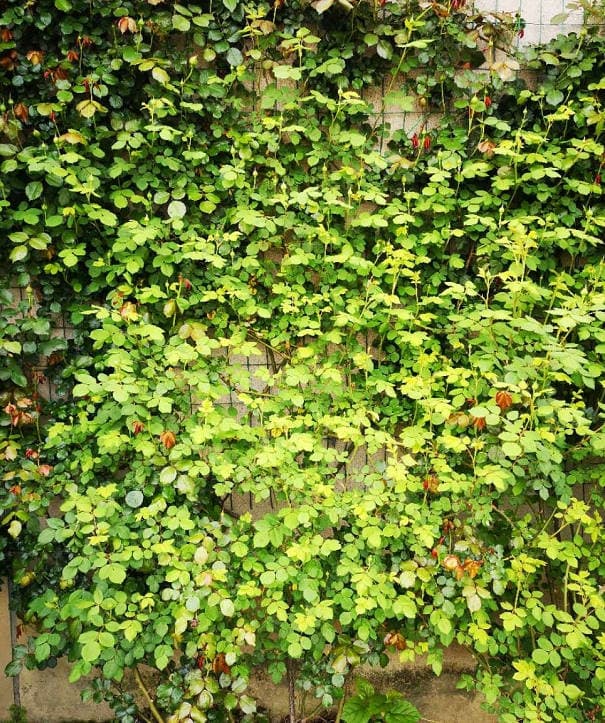 Vine roses don't bloom