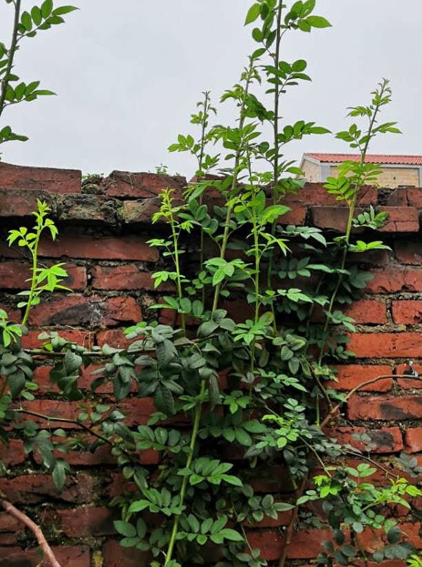 Vine roses grow tall but don't bloom