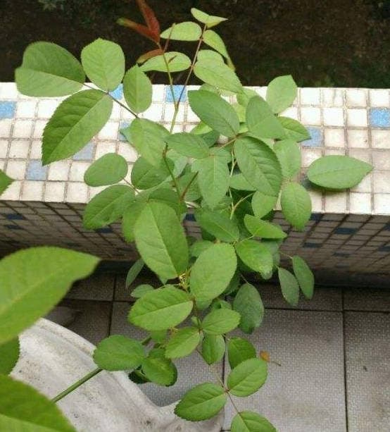 Roses not blooming due to improper fertilization