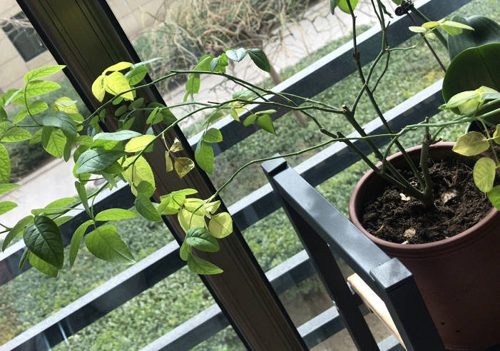 Roses don't grow well in any light.