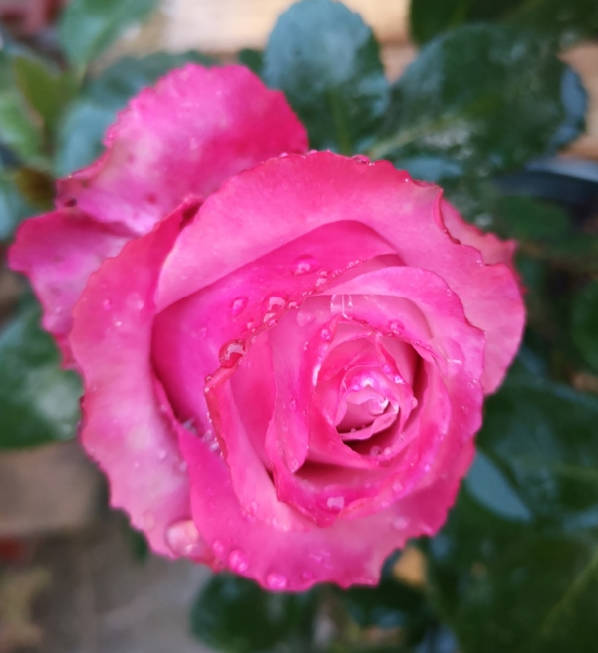 Pink Roses