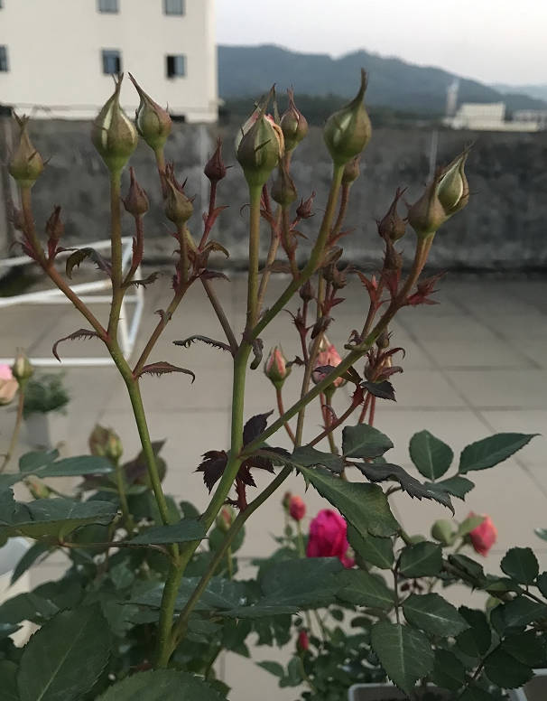 Roses are too densely bloomed