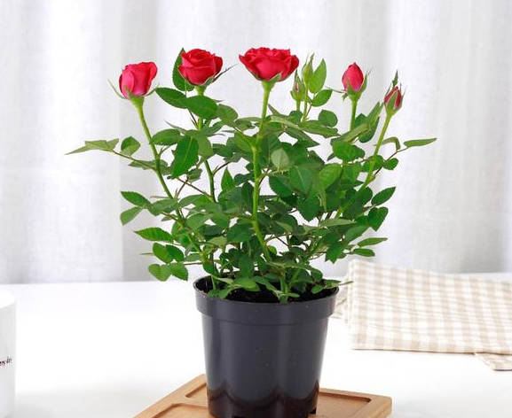 A pot of red roses in full bloom looking bright in a black pot