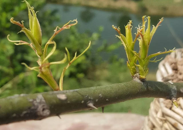 The new rose shoots on the branches look vibrant in the sunlight