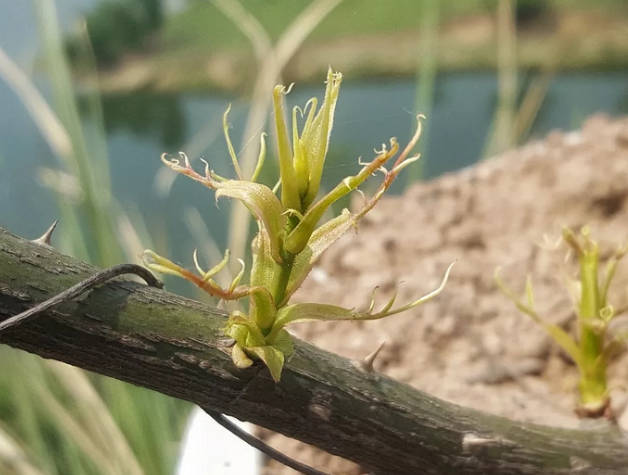 Severe pigment deficiency in rose shoots
