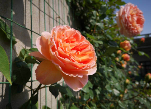 An orange and pink rose blooms in the sunlight against a background of green leaves and barbed wire.