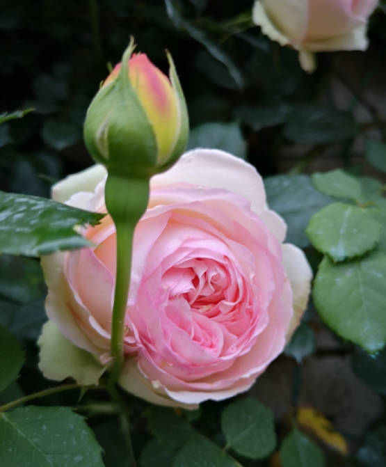 
A pink and white rose against a backdrop of green leaves, next to a budding bud