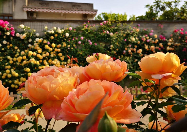 Colorful roses bloom in the sunlight, creating a vibrant and beautiful garden