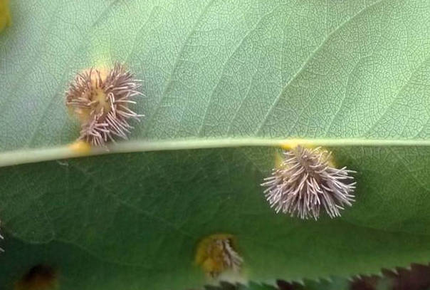 Bugs that harm roses
