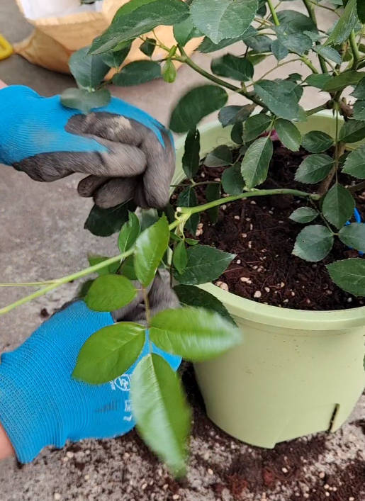 Hands-on rose pruning