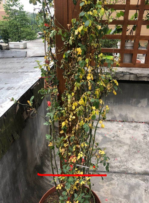 Schematic of where to prune roses