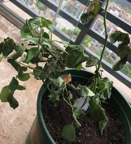 The wilting rose